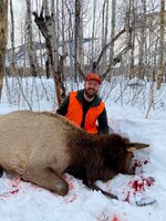 Cow elk 2023.jpg
