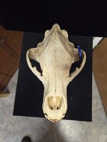 Bear Skull Front.jpg