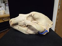 Bear Skull Left.jpg