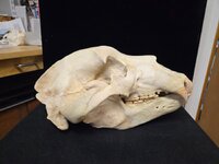 Bear Skull Right.jpg