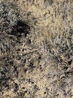 IMG_5117.jpeg