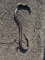 IMG_1115.jpeg