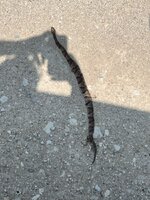 IMG_8570.jpeg