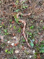 IMG_5904.jpeg