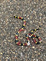 IMG_5864.jpeg