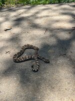 IMG_9488.jpeg