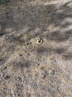 IMG_2861.jpeg