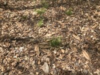 IMG_2650.jpeg