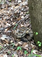 IMG_2657.jpeg