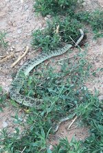 IMG_8180.jpeg