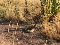 IMG_2403.jpeg