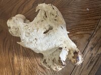 IMG_6109.jpeg