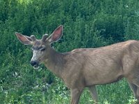 IMG_0086.jpeg