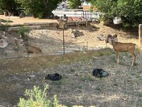 IMG_0089.jpeg