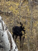 IMG_0910.jpeg