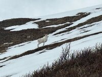 IMG_5121.jpeg