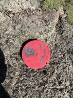 IMG_1525.jpeg