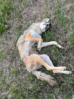 IMG_3902.jpeg