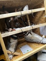 IMG_3375.jpeg
