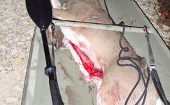 2009Deer2.jpg