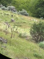 IMG_1038.jpeg IMG_1038.jpeg