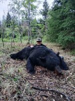 Bear.jpg