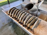 IMG_1754.jpeg