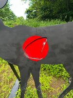 IMG_4114.jpeg IMG_4114.jpeg
