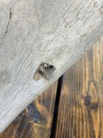 IMG_0310.jpeg