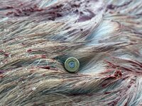 IMG_7284.jpeg