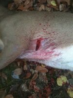 Killzone entry wound(1).JPG