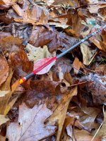 IMG_8344.JPEG