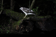ct62226-8.jpg