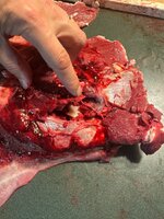 IMG_6266.jpeg