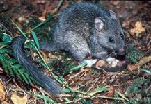 Neotoma_cinerea_(bushy_tailed_woodrat)-1588990080.jpg