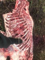 IMG_4520.jpeg