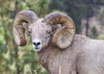 Full Curl Ram September 2019 a-1057.jpg