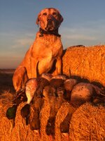 IMG_6372.jpeg