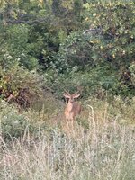IMG_1966.jpeg