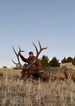 Elk 2.jpg