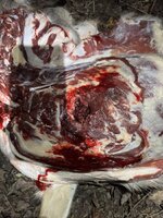 IMG_5617.jpeg