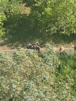IMG_7386.jpeg