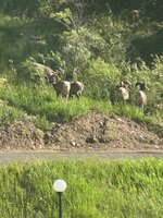 IMG_7390.jpeg