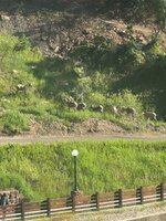 IMG_7392.jpeg