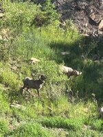 IMG_7397.jpeg