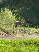 IMG_7400.jpeg