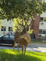 IMG_4199.jpeg