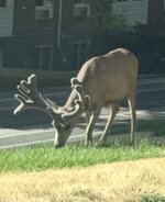 IMG_4200.jpeg