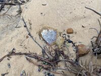 IMG_1818.jpeg