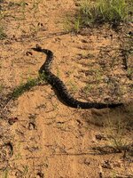 IMG_8288.jpeg